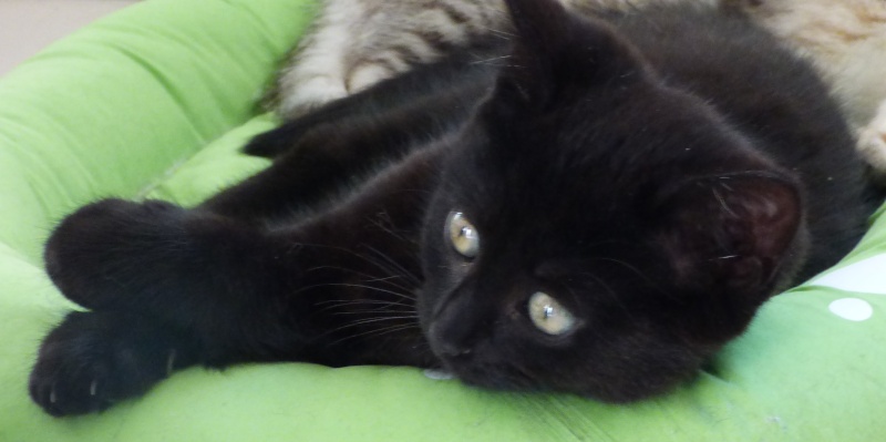 Tanagra, chaton femelle noire, née le 22 avril 2015 Tanagr15