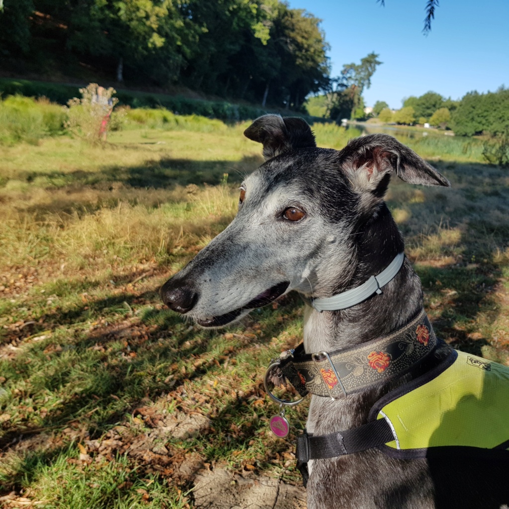 Flor – une crème de galga – Scooby France  Adoptée  - Page 11 182610