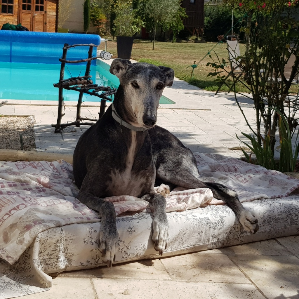 Flor – une crème de galga – Scooby France  Adoptée  - Page 11 20210910