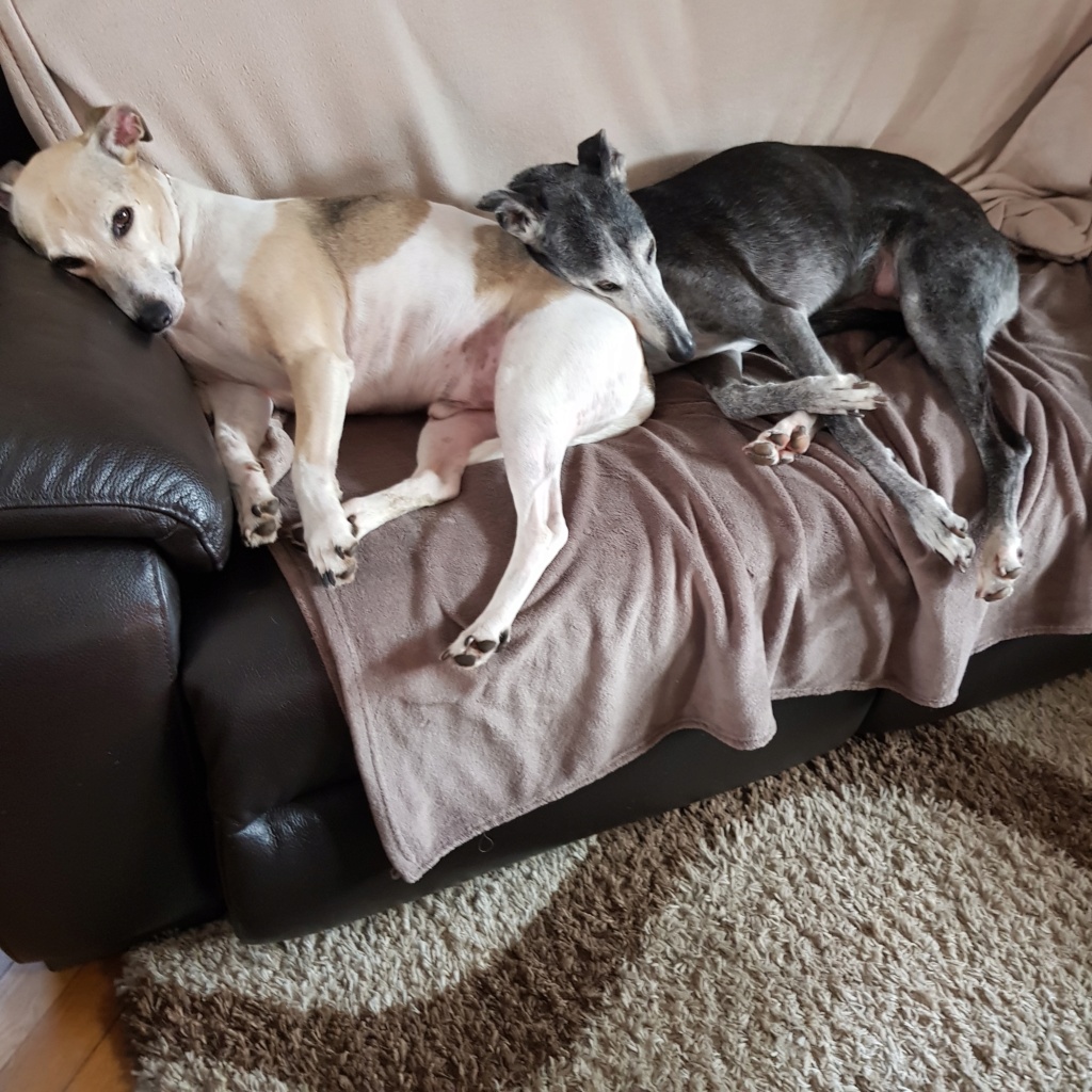 Bienvenu à Sherlock 10 ans Whippet reservé 20211110