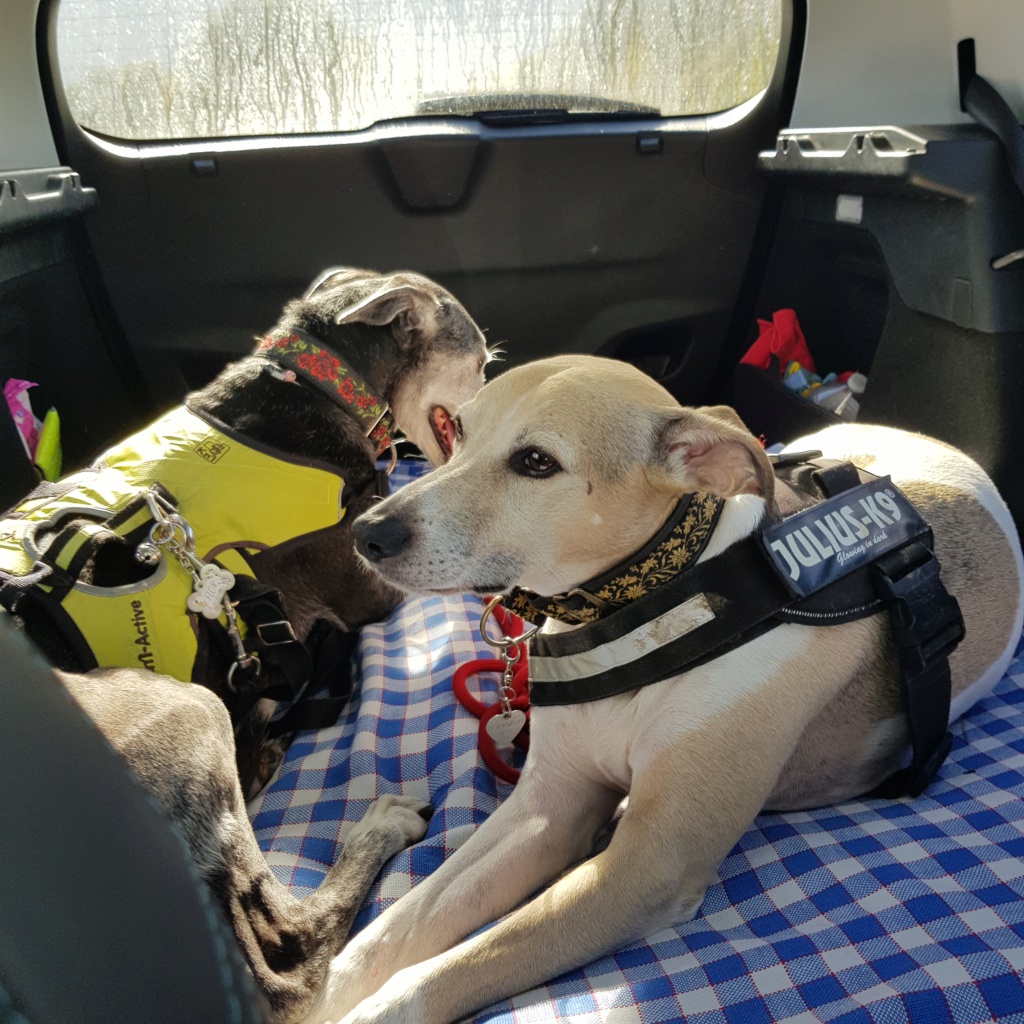 Bienvenu à Sherlock 10 ans Whippet reservé 20211111