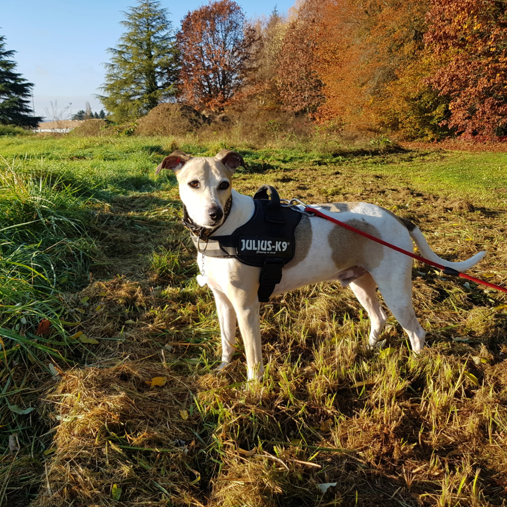 Bienvenu à Sherlock 10 ans  Whippet reservé  Sherlo12