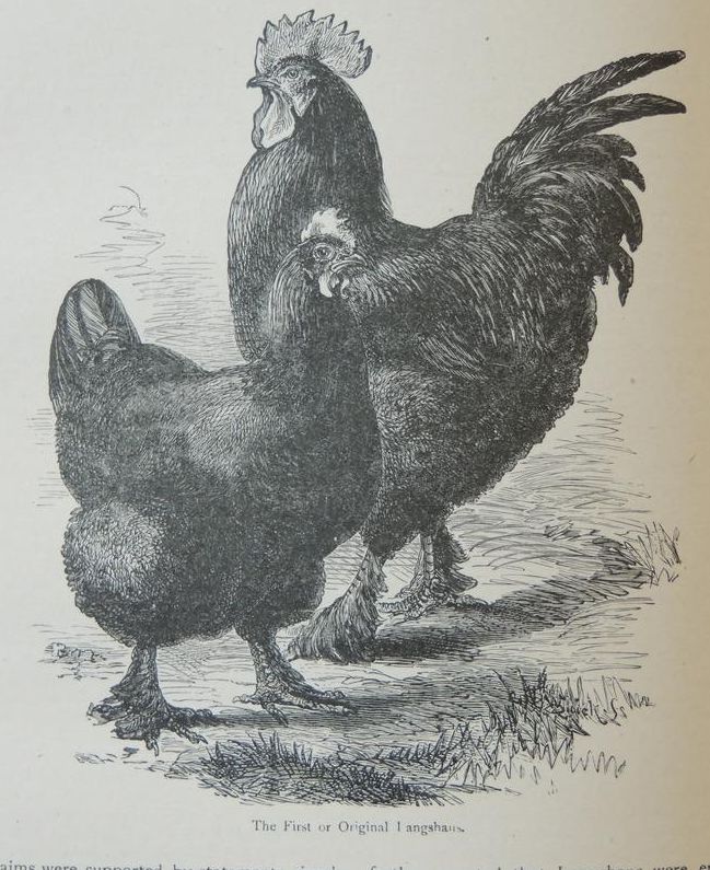 Происхождение курицы. Куры Лангшан яйца. Лангшан порода кур яйца. Люй порода кур. Лангшан порода кур описание.