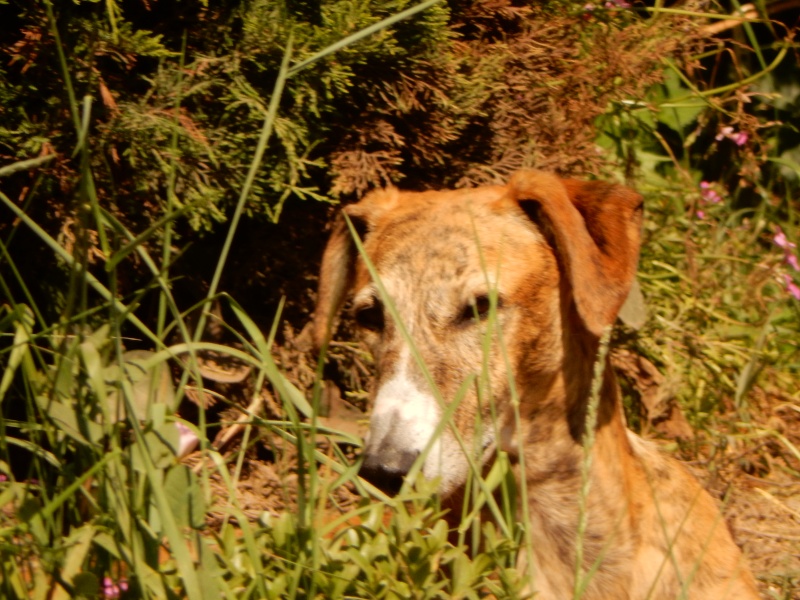 April – un amour de galga bringée/rousse Scooby France – Adoptée ! - Page 6 Dscn0212