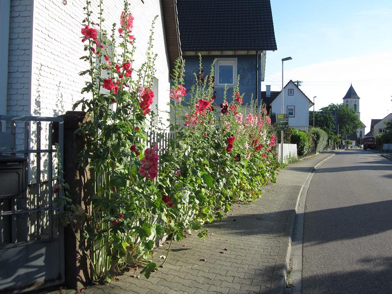 Malvengewächse - ohne Hibiscus Img_1412