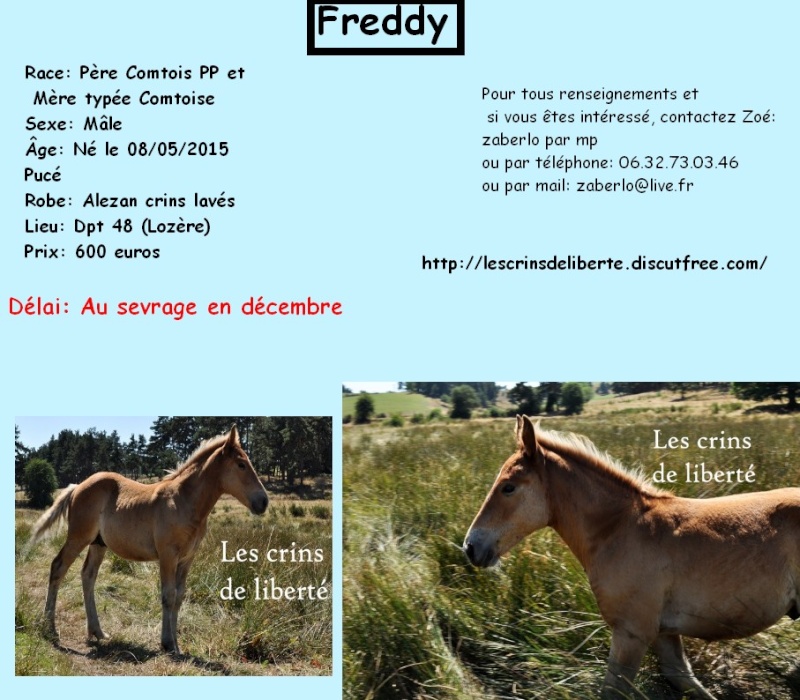 Dpt 48 - Freddy - Poulain typé Comtois - Adopté par Kerstin en Allemagne (2016) Les_cr37