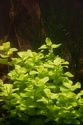 30L Dennerle Aquascaped - Page 2 28062011