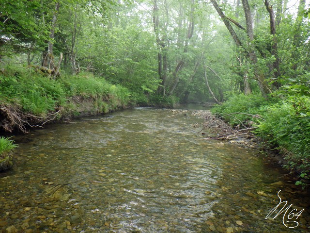 ruisseau - Retour sur un ruisseau Rimg0211