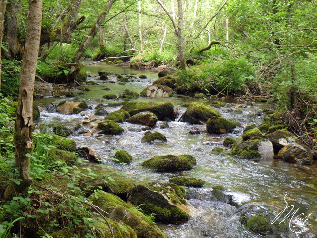 ruisseau - Retour sur un ruisseau Rimg0212