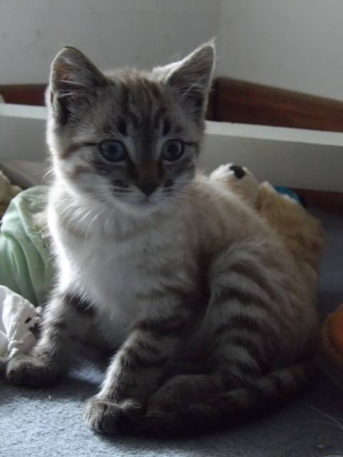 Matheo X Siamois Tigre Creme Matheo X Siamois Tigre Creme