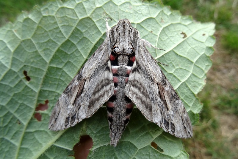 [Agrius convolvuli] Agrius convolvuli ? Agrius10