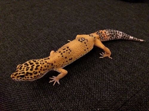 Gecko Léopard de Mauvous 510