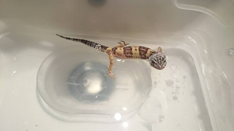 besoin d'aide avec un de mes Geckos Pypett10