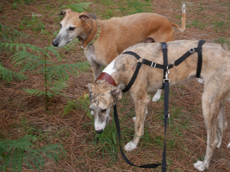 Arsenio, galgo bringé, 18 mois  Scooby France Adopté - Page 2 P1040115