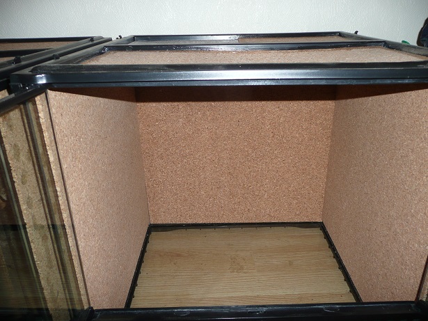 Isoler un terrarium en verre P1190013