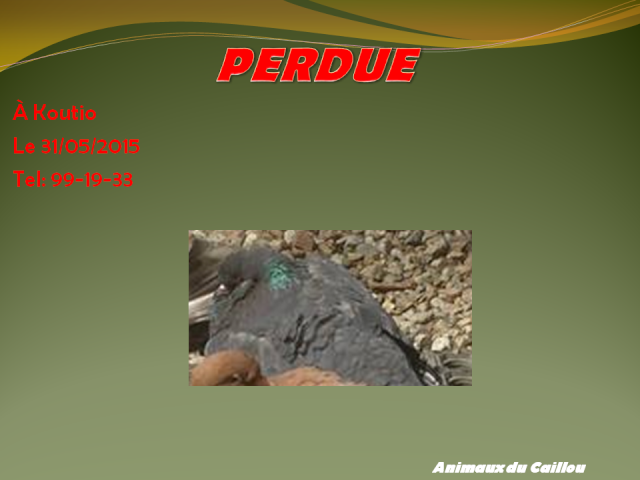 PERDUE femelle pigeon TEXAN GRISE sur Koutio le 31/05/2015 2014mm10