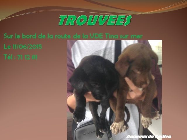 TROUVEES 2 chiots femelles 1 marron et 1 noire sur la VDE Tina sur mer le 11/06/2015 2014mm23