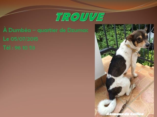 TROUVE petit chien mâle blanc tâches marrons collier jaune à Dumbéa Dzumac le 05/07/2015 2014mm43