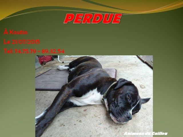 PERDUE chienne type boxer marron foncée poitrail blanc pucée à Koutio le 21/07/2015 2014mm51