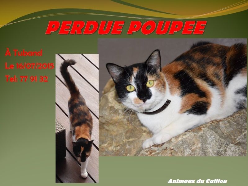 PERDUE POUPEE chatte tricolore à Tuband le 16/07/2015 Poupee10