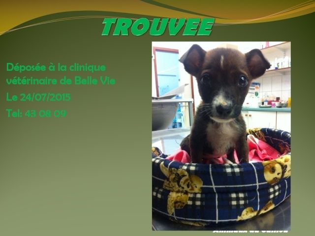 TROUVEE chiot femelle croisée bringé déposée clinique belle vie le 27/05/2015  Trouve10