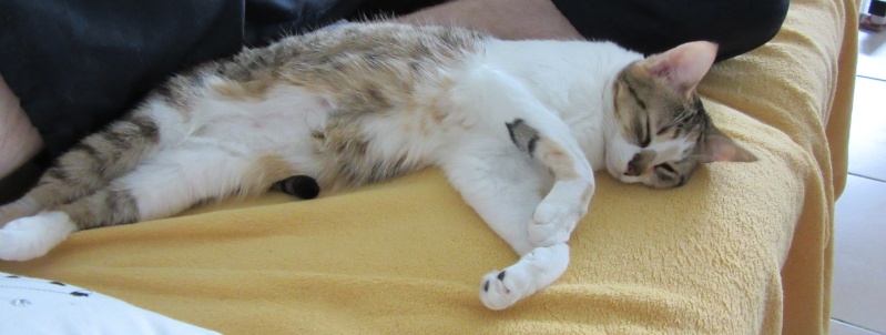 Jirouette, chatonne tricolore née le 5 avril 2014 (estimation) - Page 4 0410