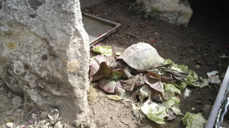 Identification de 3 tortues Tortue20