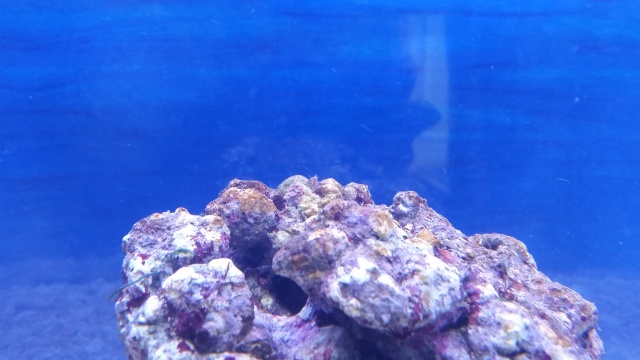 Mon premier aquarium - Page 3 20150610