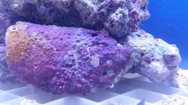 Mon premier aquarium - Page 3 20150611