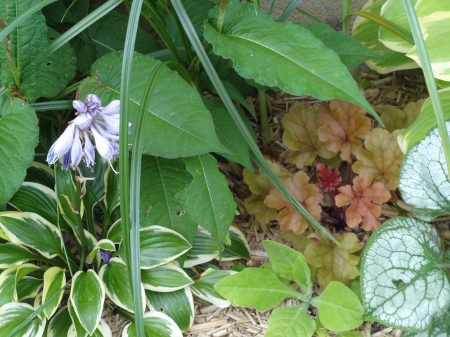 butinages du jour à l'ombre de nos plantes  Dsc03919