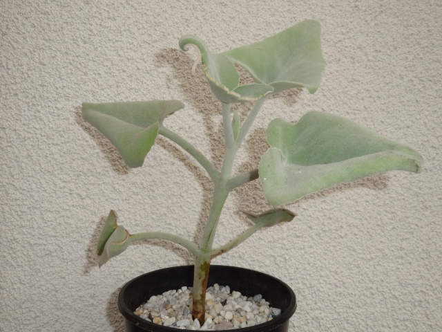 Kalanchoe beharensis Dsc04322