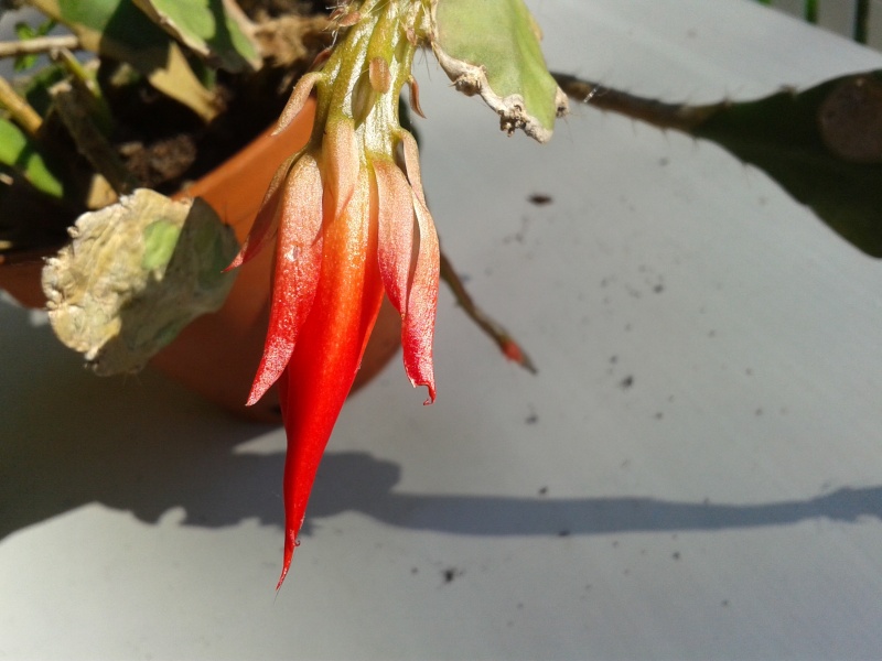 Epiphyllum 24-06-13