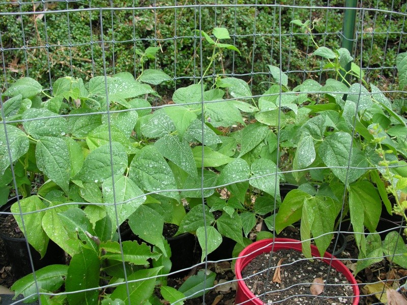 PNW: 2015 August Garden17