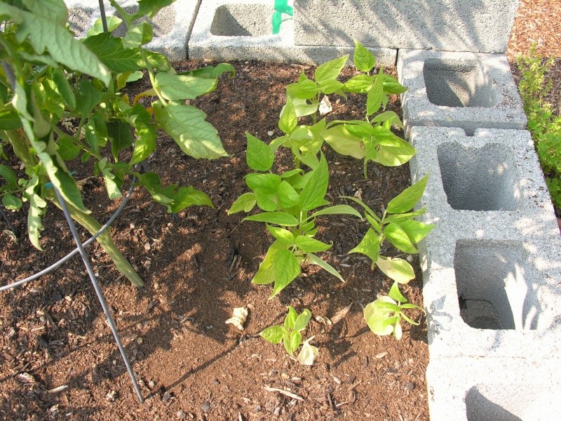 PNW: 2015 August Garden25