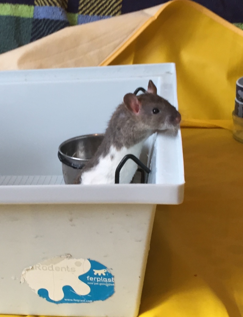 Et voici notre bébé Rat des champs : Ratatouille  - Page 24 Fullsi10