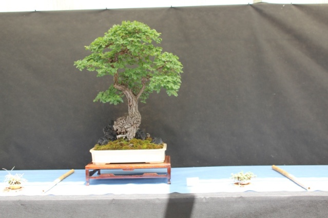 La mostra Bonsai competition 5 anno 2015 - Pagina 2 114