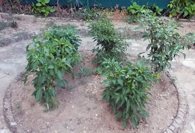 vi piace coltivare i peperoncini? 115