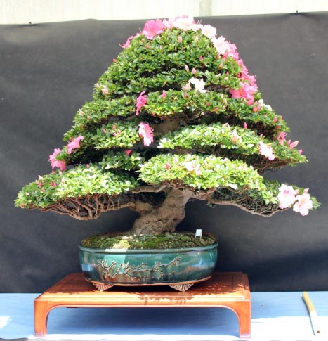 La mostra Bonsai competition 5 anno 2015 - Pagina 2 321011