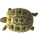 Identification d'une tortue mâle A11010