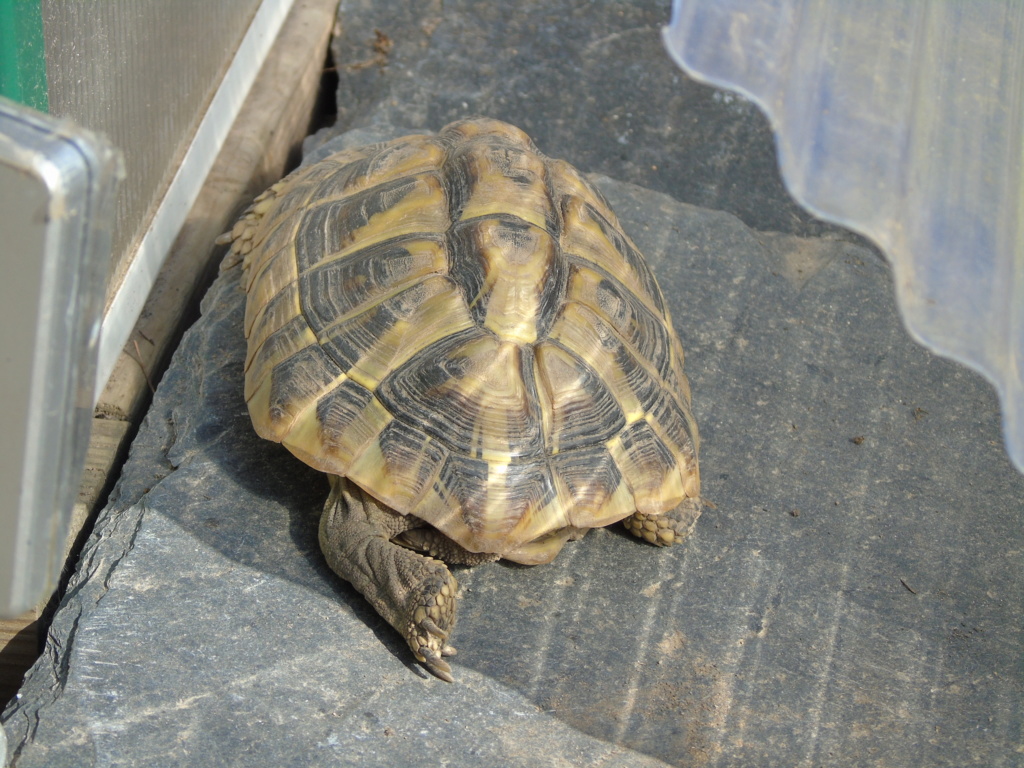 L ,insolation, le sommeil ,des tortues Dsc04223