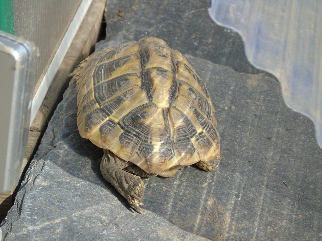 L ,insolation, le sommeil ,des tortues  Dsc04223