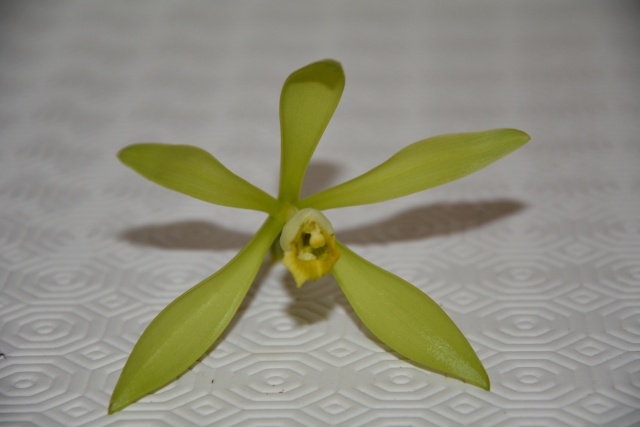 vanillia planifolia Dsc_1110