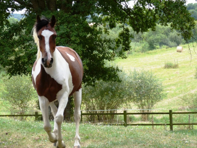 Dpt 63 - CARAMEL ONC pie 2 ans - Delphine - Adopté par Sylv44 (Sept 2014) - Page 4 P1020211