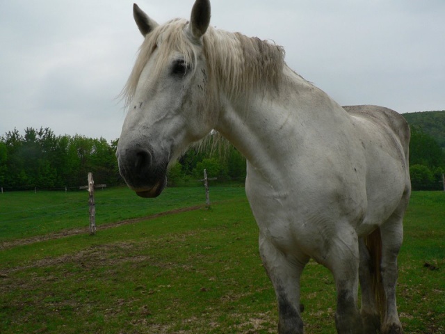 Nos amis les animaux. 11248110