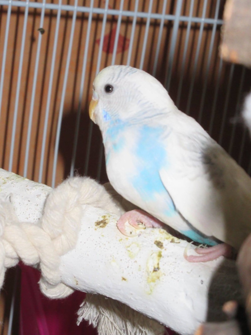 Besoin d' avis sur les mutations de mes perruches!!! 10699810