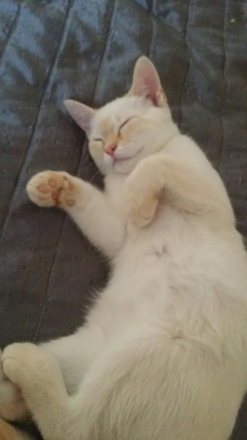 Logan, mâle RED POINT, né le 15/05/2015 20150824