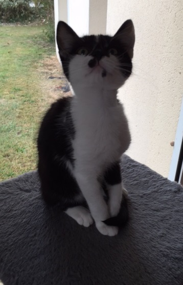 LASCAR chaton noir et blanc, né le 01/06/2015 Img_8517