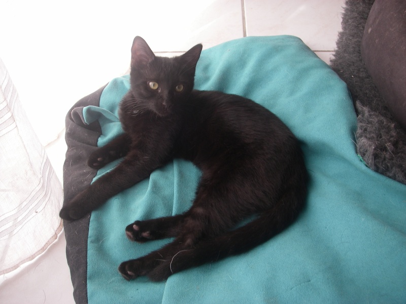 LILLY, chatonne noire née le 20/03/2015 Imgp0313