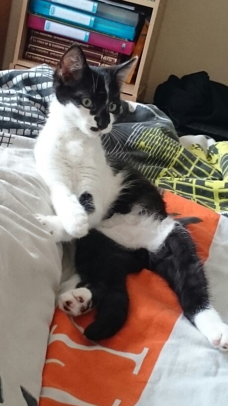 LASCAR chaton noir et blanc, né le 01/06/2015 Mms_im10