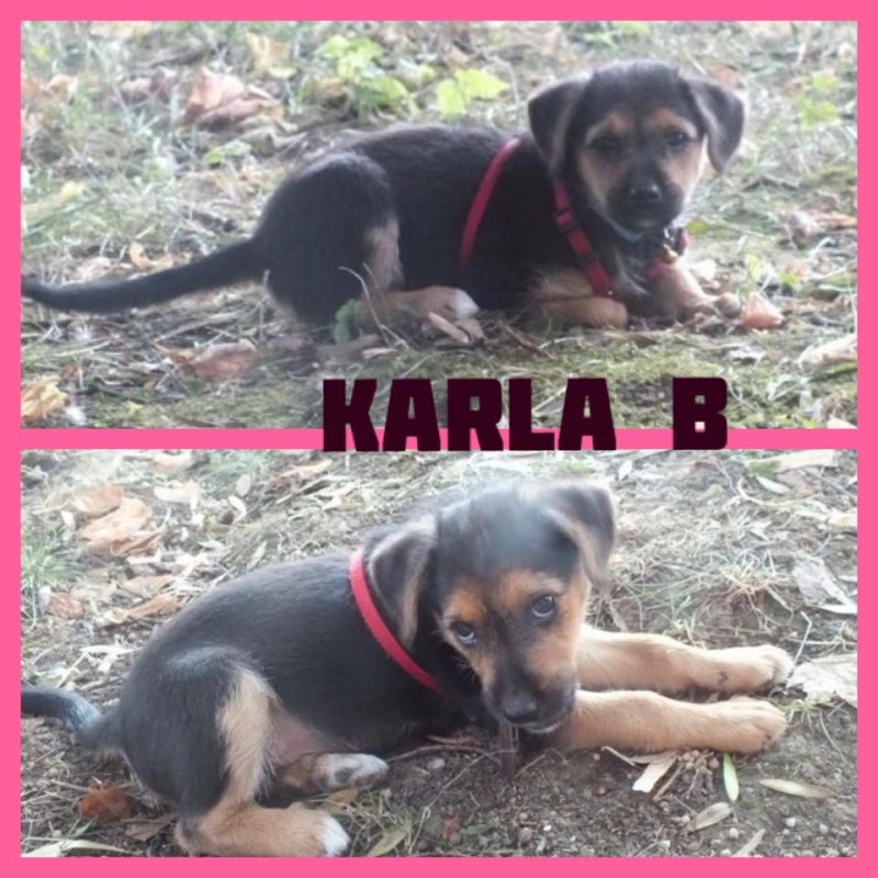 KIARA (ex-KARLA B.) - chiot femelle, croisée, née en juin 2015 - (ANDA et ALINA) - adoptée par Isabelle (67) Karlab10